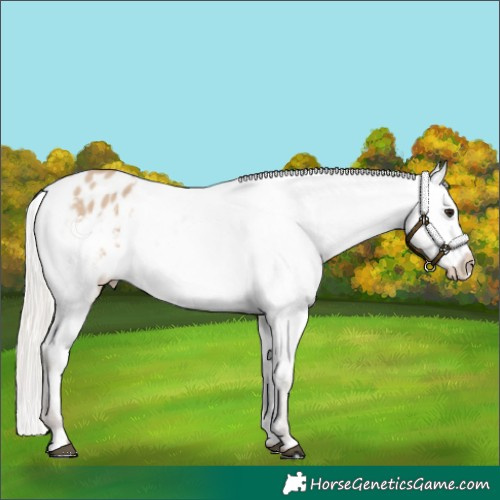 Horse Color:Silver Bay Dun Appaloosa 