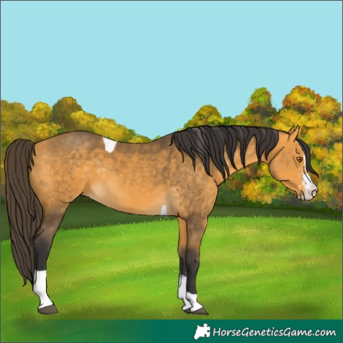Horse Color:Buckskin Sabino Tobiano Rabicano 
