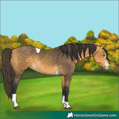 Horse Color:Buckskin Sabino Tobiano Rabicano 