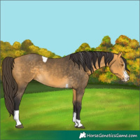 Horse Color:Buckskin Sabino Tobiano Rabicano