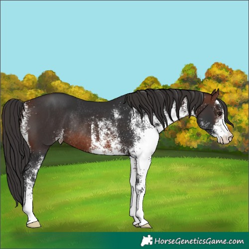 Horse Color:White Spotted Brown Rabicano 