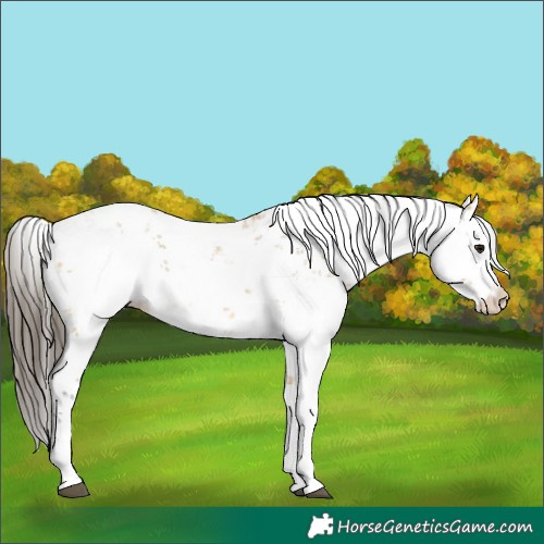 Horse Color:Buckskin Sabino Rabicano 