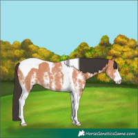 Horse Color:Bay Sabino Tobiano