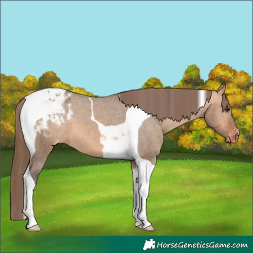 Horse Color:Bay Dun Tobiano Appaloosa