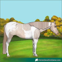 Horse Color:Bay Dun Tobiano Appaloosa