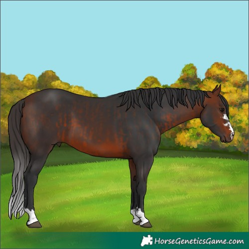 Horse Color:Brown  and Bay 