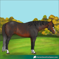 Horse Color:Brown and Bay