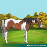 Horse Color:Bay Splash Tobiano