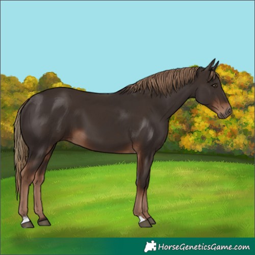 Horse Color:Liver Chestnut  and Liver Chestnut 