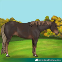 Horse Color:Liver Chestnut  and Liver Chestnut 