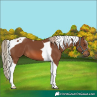 Horse Color:Chestnut Tobiano 