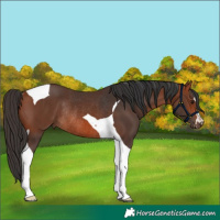 Horse Color:Bay Tobiano Rabicano 