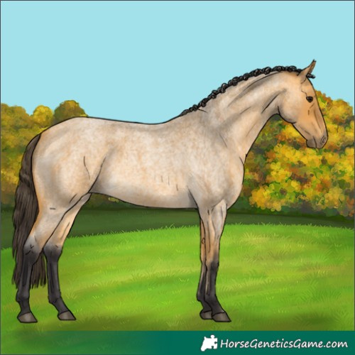 Horse Color:Buckskin Roan 