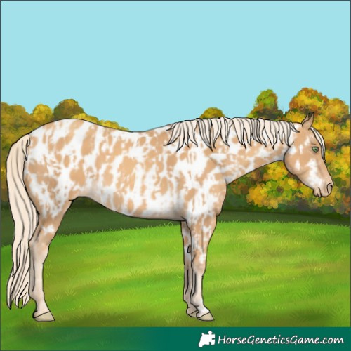 Horse Color:Gold Cream Champagne Near Leopard  and Gold Cream Champagne Near Leopard 