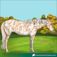 Horse Color:Gold Cream Champagne Near Leopard  and Gold Cream Champagne Near Leopard 