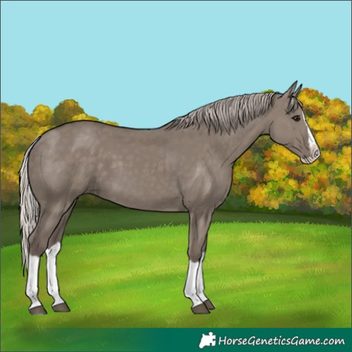 Horse Color:Silver Grullo Splash 