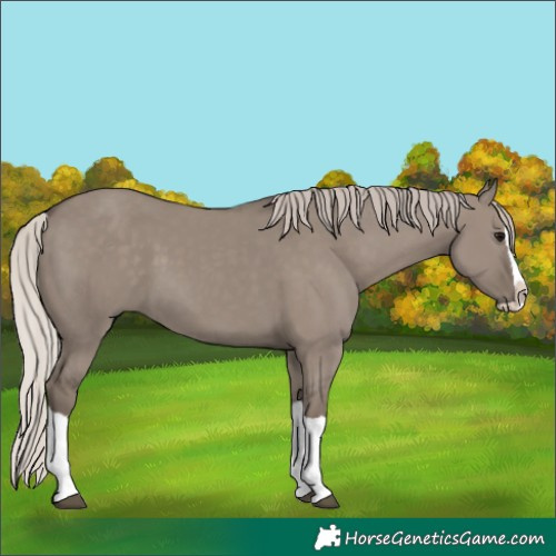 Horse Color:Silver Grullo Splash 