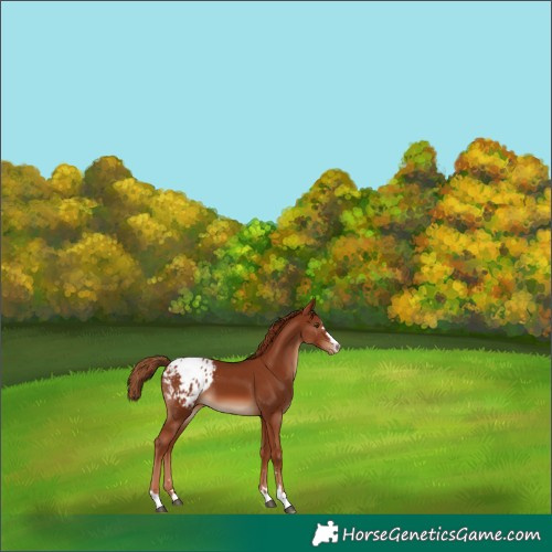 Horse Color:Chestnut Blanket 