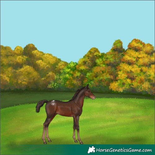 Horse Color:Liver Chestnut Varnish 
