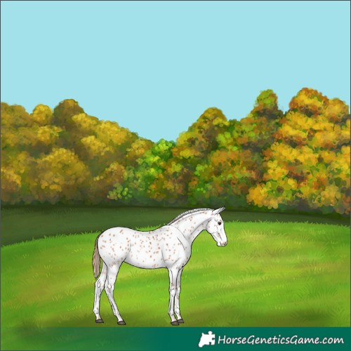 Horse Color:White Spotted Chestnut Appaloosa 