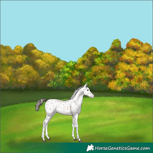 Horse Color:Bay Leopard 
