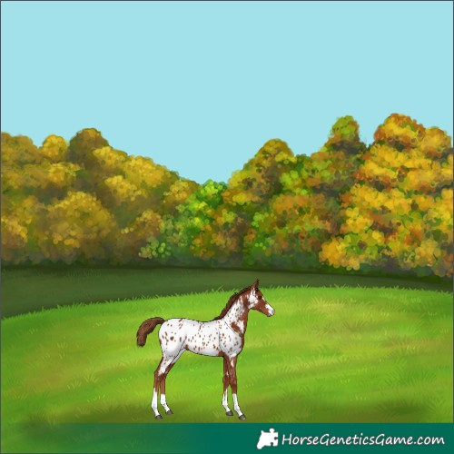 Horse Color:Chestnut Near Leopard 