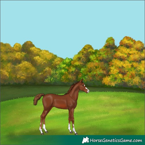 Horse Color:Chestnut 