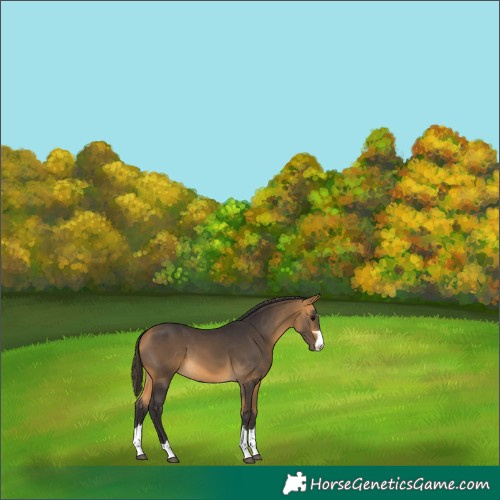 Horse Color:Buckskin 