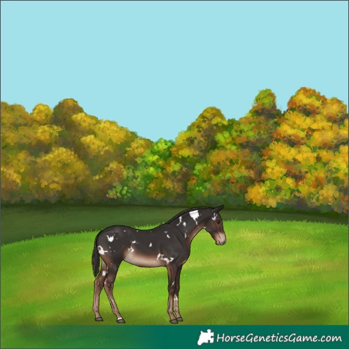Horse Color:White Spotted Liver Chestnut 