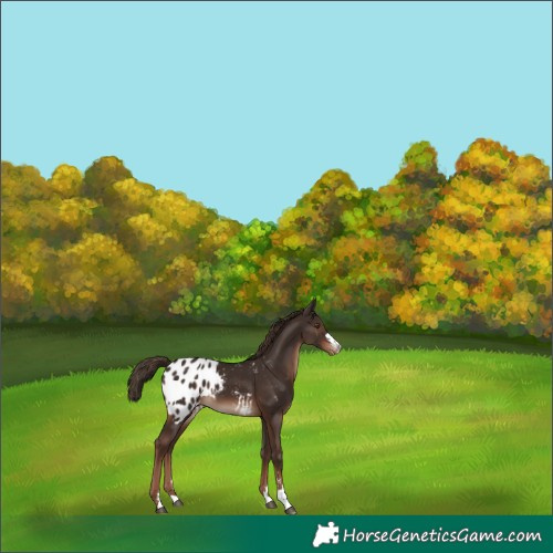 Horse Color:Liver Chestnut Appaloosa 