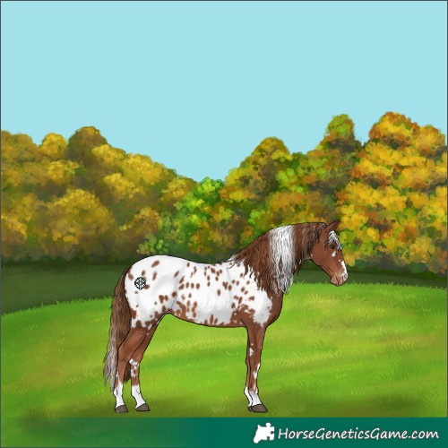 Horse Color:White Spotted Chestnut Blanket 