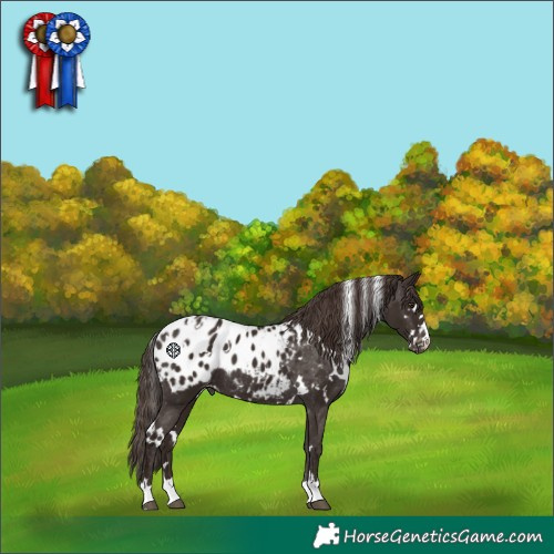 Horse Color:White Spotted Liver Chestnut Blanket 