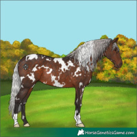 Horse Color:White Spotted Silver Brown Rabicano 