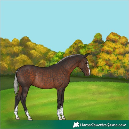 Horse Color:Silver Brown Rabicano 