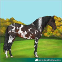 Horse Color:White Spotted Brown 