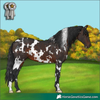 Horse Color:White Spotted Brown