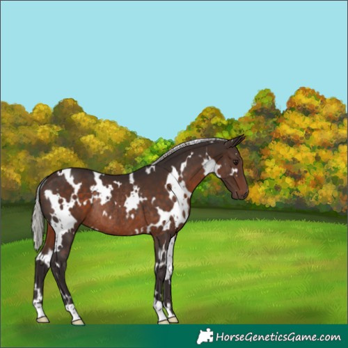 Horse Color:White Spotted Silver Brown Rabicano 