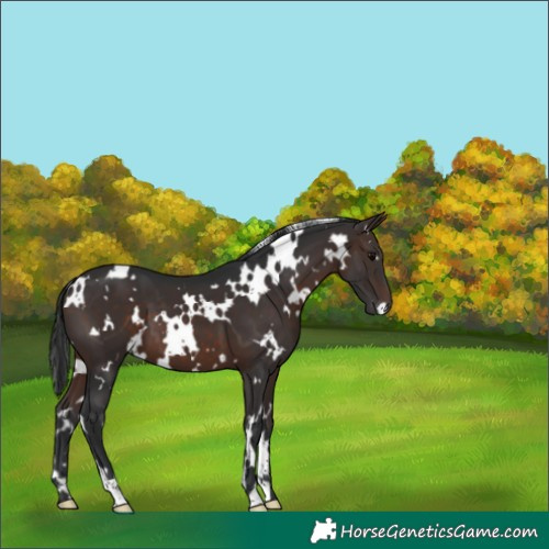 Horse Color:White Spotted Brown 