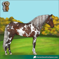 Horse Color:White Spotted Silver Brown Rabicano 