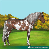 Horse Color:White Spotted Silver Brown Rabicano