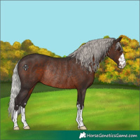 Horse Color:Silver Brown Rabicano 