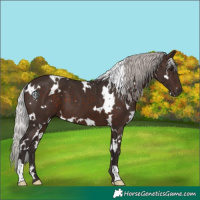 Horse Color:White Spotted Silver Brown
