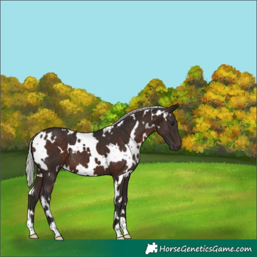 Horse Color:White Spotted Silver Brown 