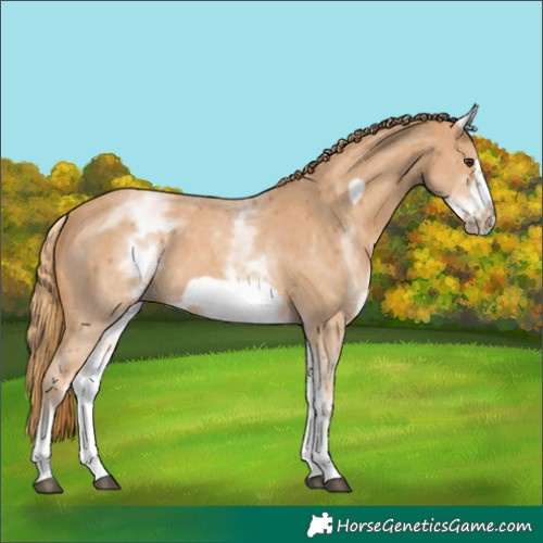 Horse Color:White Spotted Chestnut Sabino Frame 
