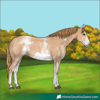 Horse Color:White Spotted Chestnut Sabino Frame 