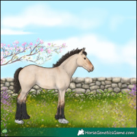 Horse Color:Bay Roan Dun