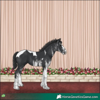Horse Color:White Spotted Black Tobiano 