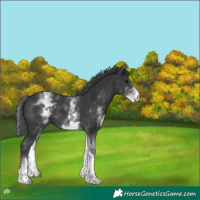 Horse Color:White Spotted Black Tobiano 