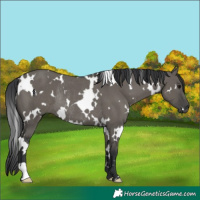 Horse Color:White Spotted Grullo Rabicano