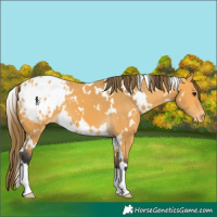 Horse Color:White Spotted Buckskin Blanket 